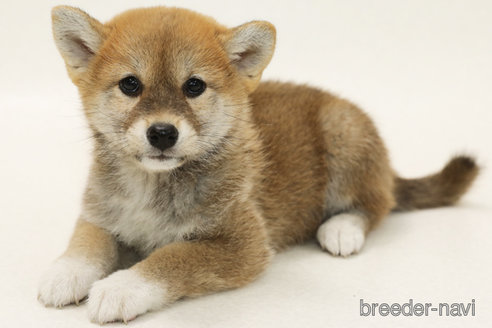 販売中の神奈川県の柴犬-382703の2枚目